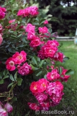 Fuchsia Meillandecor Fuchsia Meillandecor
