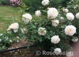 Crocus Rose® Crocus Rose®