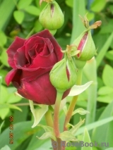 Mildred Scheel Mildred Scheel