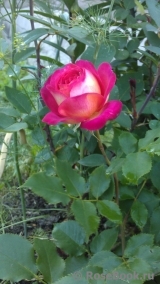 Midsummer Midsummer