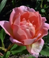 Jubilee Celebration® Jubilee Celebration®