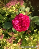 Darcey Bussell Darcey Bussell