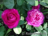 Heidi Klum Rose Heidi Klum Rose