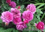Heidi Klum Rose Heidi Klum Rose