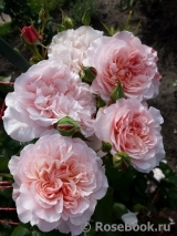 Rose de Tolbiac ®