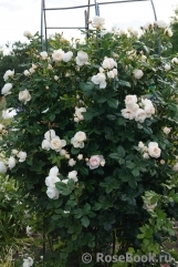 Uetersener Klosterrose Uetersener Klosterrose