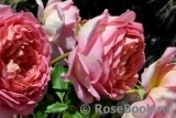 Jubilee Celebration® Jubilee Celebration®