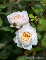 Crocus Rose® Crocus Rose®