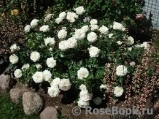 Alabaster Alabaster