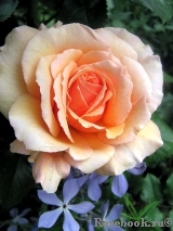 Fragrant Apricot Fragrant Apricot