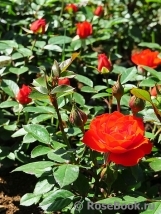 Orange Meillandina (-) Orange Meillandina (-)