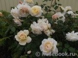 Crocus Rose® Crocus Rose®