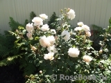 Crocus Rose® Crocus Rose®