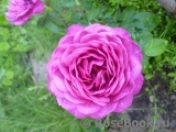 Heidi Klum Rose Heidi Klum Rose