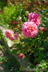 Jubilee Celebration® Jubilee Celebration®