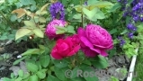 Heidi Klum Rose Heidi Klum Rose