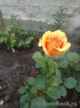 Ashram Ashram
