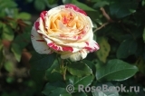 Vanille Fraise ® Vanille Fraise ®