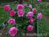 Princess Anne Princess Anne