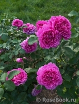 Princess Anne Princess Anne