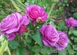 Heidi Klum Rose Heidi Klum Rose