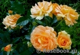 Goldelse Goldelse