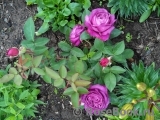 Heidi Klum Rose Heidi Klum Rose