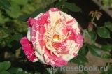 Vanille Fraise ® Vanille Fraise ®