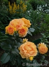 Goldelse Goldelse