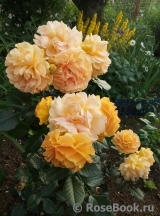 Goldelse Goldelse
