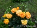 Goldelse Goldelse