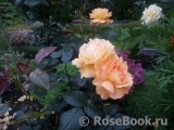 Bernstein-Rose Bernstein-Rose