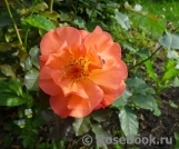 Westerland Westerland