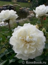 White Meidiland White Meidiland