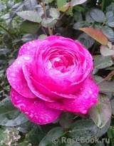 Heidi Klum Rose Heidi Klum Rose