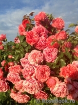 Rosarium Uetersen Rosarium Uetersen