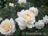 Crocus Rose® Crocus Rose®