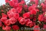 Rosarium Uetersen Rosarium Uetersen