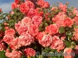 Rosarium Uetersen Rosarium Uetersen