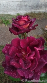 Eddy Mitchell Eddy Mitchell