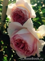Abraham Darby Abraham Darby