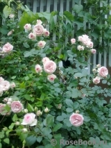 Mini Eden Rose