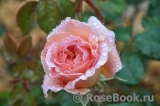 Abraham Darby Abraham Darby