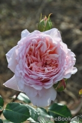 Abraham Darby Abraham Darby