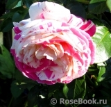 Vanille Fraise ® Vanille Fraise ®