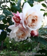 Crocus Rose® Crocus Rose®