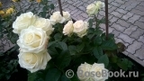 Maroussia!® Maroussia!®