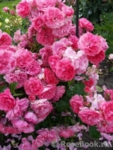 Rosarium Uetersen Rosarium Uetersen
