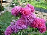 Princess Anne Princess Anne