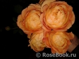Lady of Shalott Lady of Shalott